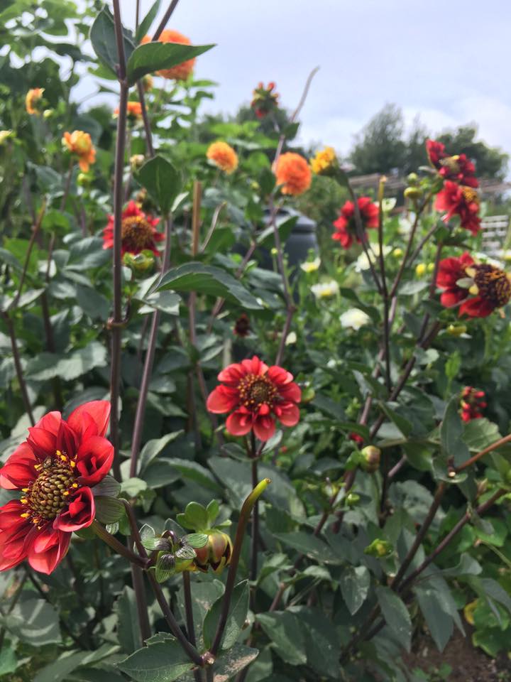 A view of the dahlias