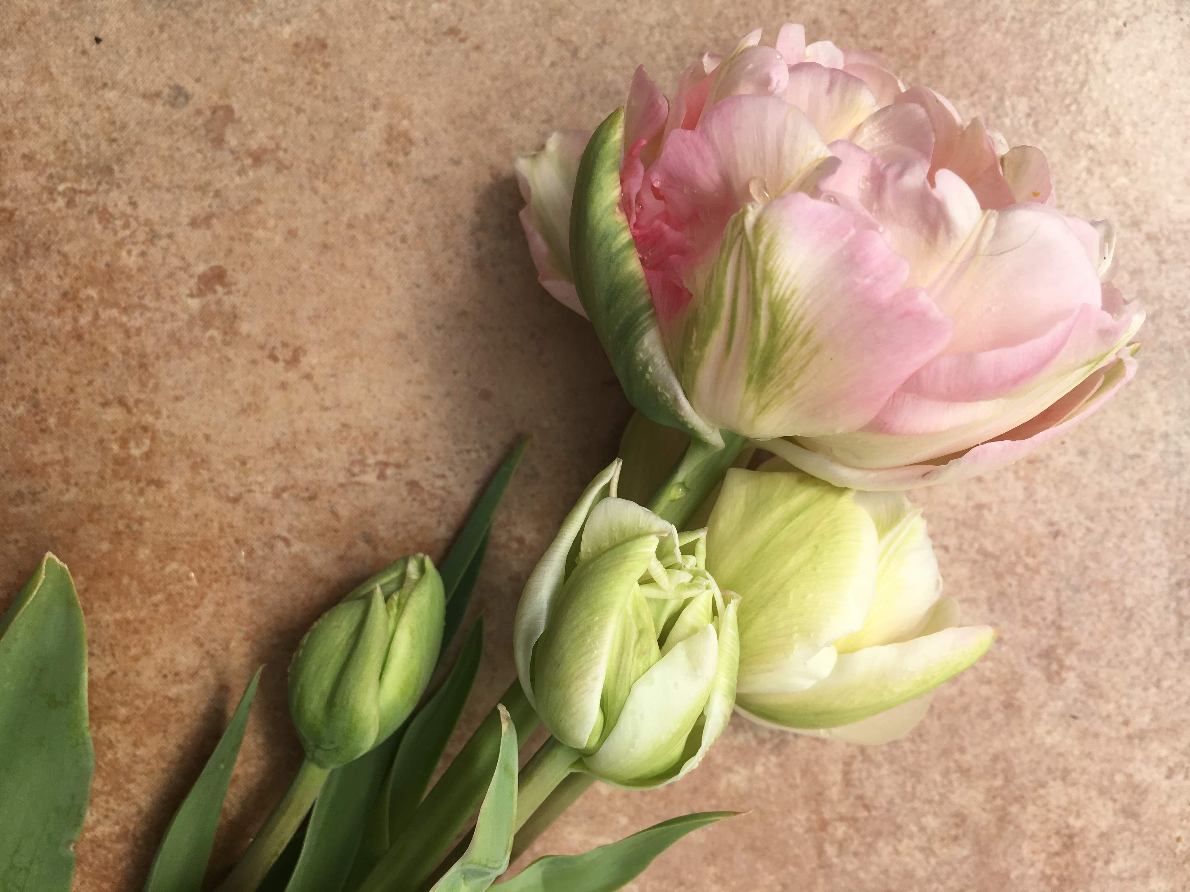 Pink tulip on muted background