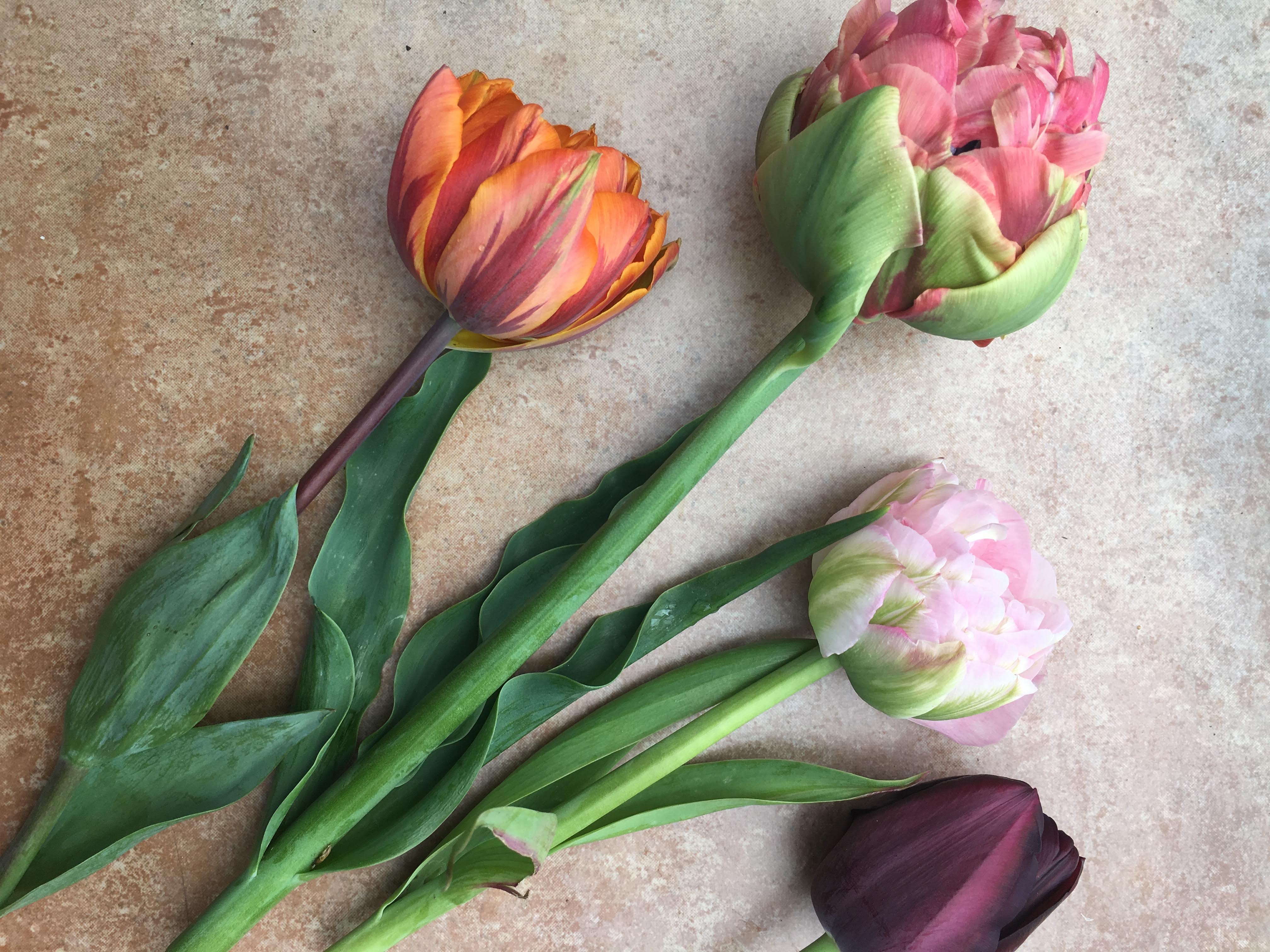 Selection of dahlias